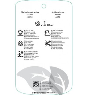 Etichette di Rhododindron [Mollis Azalea] ‘Goldtopas’ *