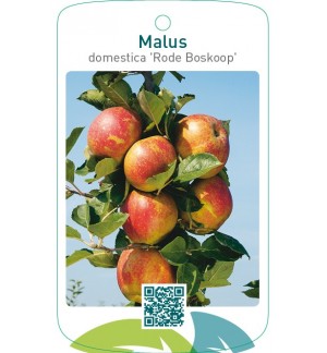 Malus domestica ‘Rode Boskoop’