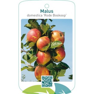 Malus domestica ‘Rode Boskoop’