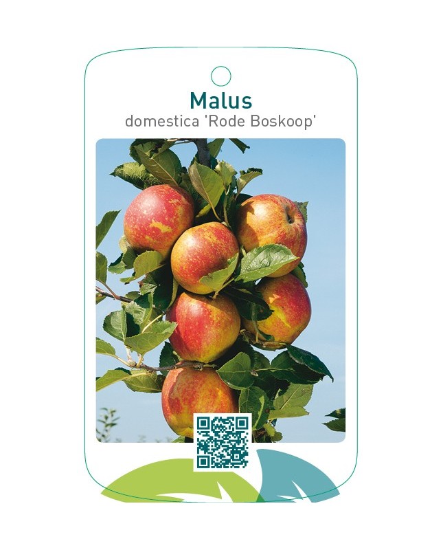 Malus domestica ‘Rode Boskoop’