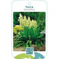 Yucca filamentosa