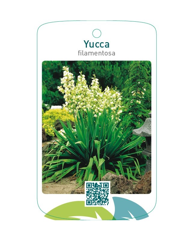 Yucca filamentosa