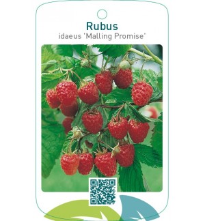Rubus idaeus ‘Malling Promise’