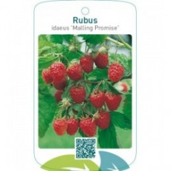 Rubus idaeus ‘Malling Promise’