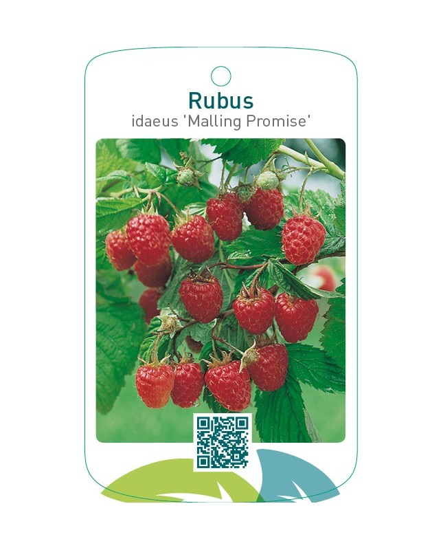 Rubus idaeus ‘Malling Promise’