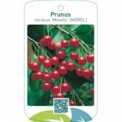 Prunus cerasus ‘Morello’ MOREL