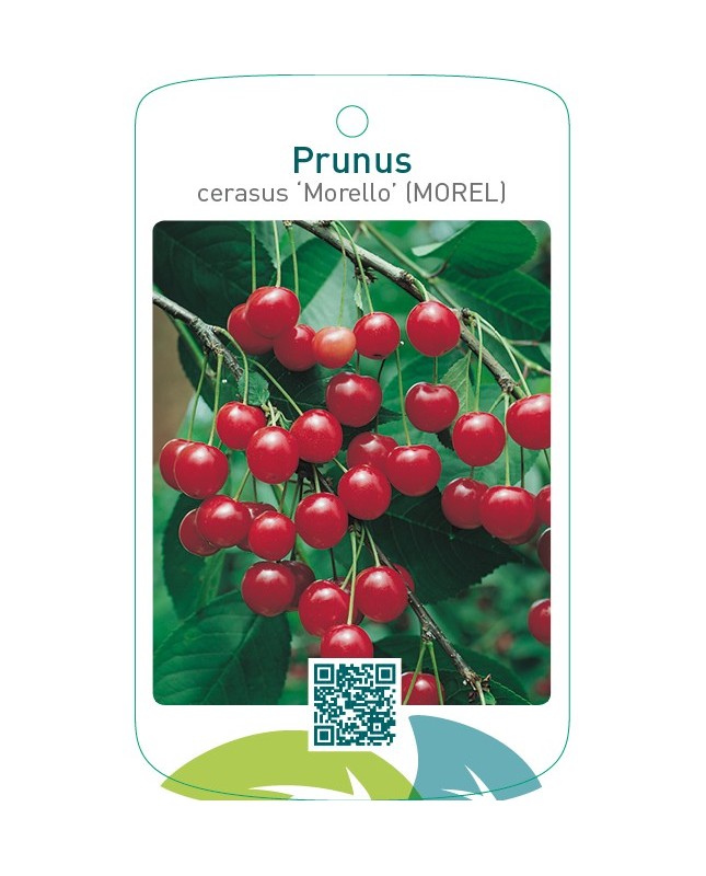 Prunus cerasus ‘Morello’ MOREL
