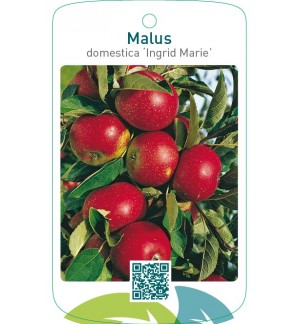 Malus domestica ‘Ingrid Marie’