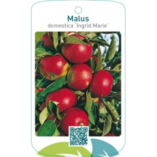 Malus domestica ‘Ingrid Marie’