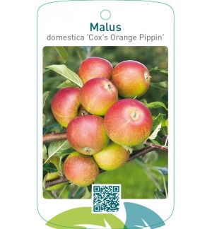 Malus domestica ‘Cox’s Orange Pippin’