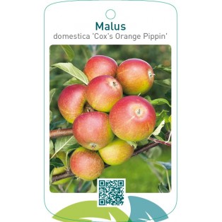 Malus domestica ‘Cox’s Orange Pippin’