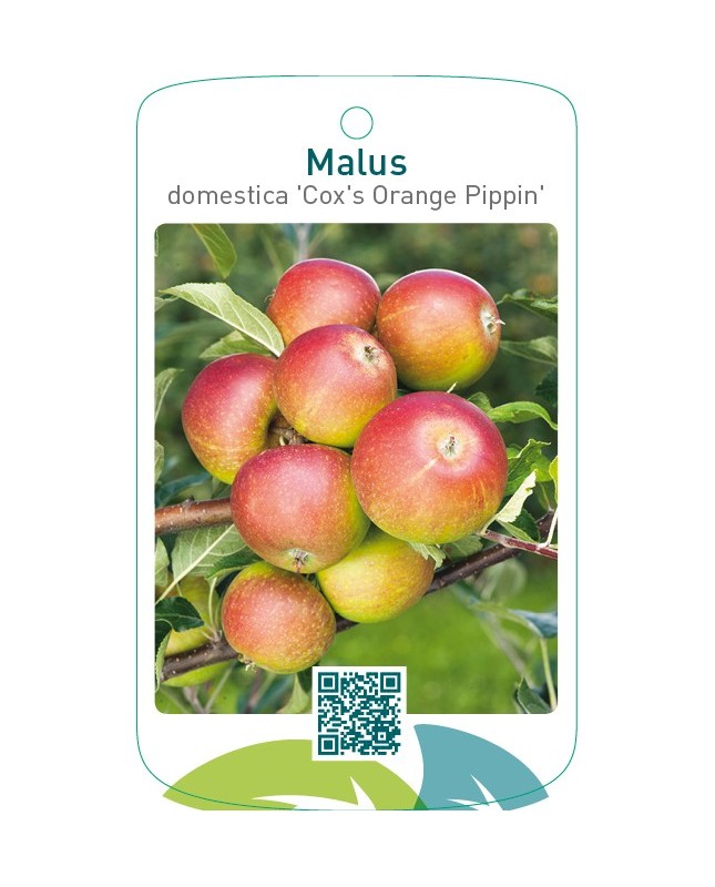 Malus domestica ‘Cox’s Orange Pippin’