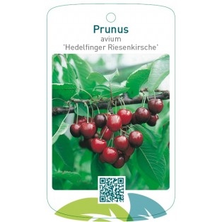 Prunus avium ‘Hedelfinger Riesenkirsche’
