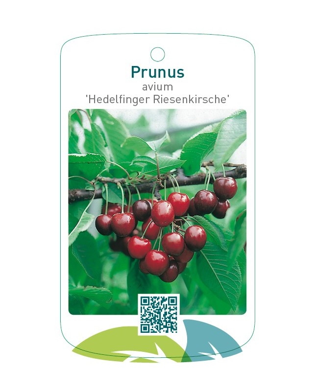 Prunus avium ‘Hedelfinger Riesenkirsche’