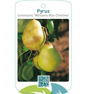 Pyrus communis ‘Williams Bon Chretien’