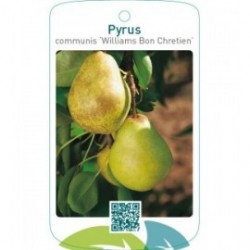 Pyrus communis ‘Williams Bon Chretien’