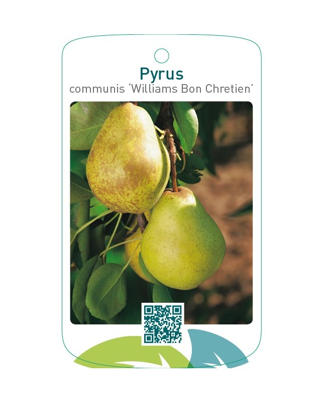 Pyrus communis ‘Williams Bon Chretien’