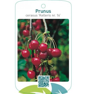 Prunus cerasus ‘Kelleris nr. 16’