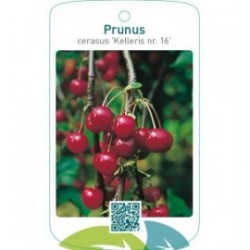 Prunus cerasus ‘Kelleris nr. 16’