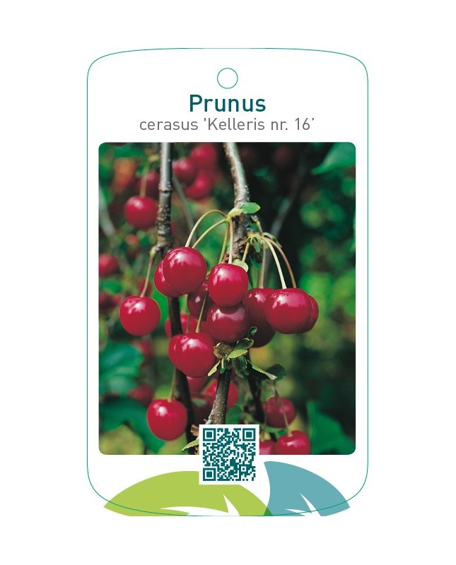 Prunus cerasus ‘Kelleris nr. 16’