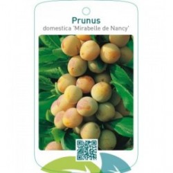 Prunus domestica ‘Mirabelle de Nancy’
