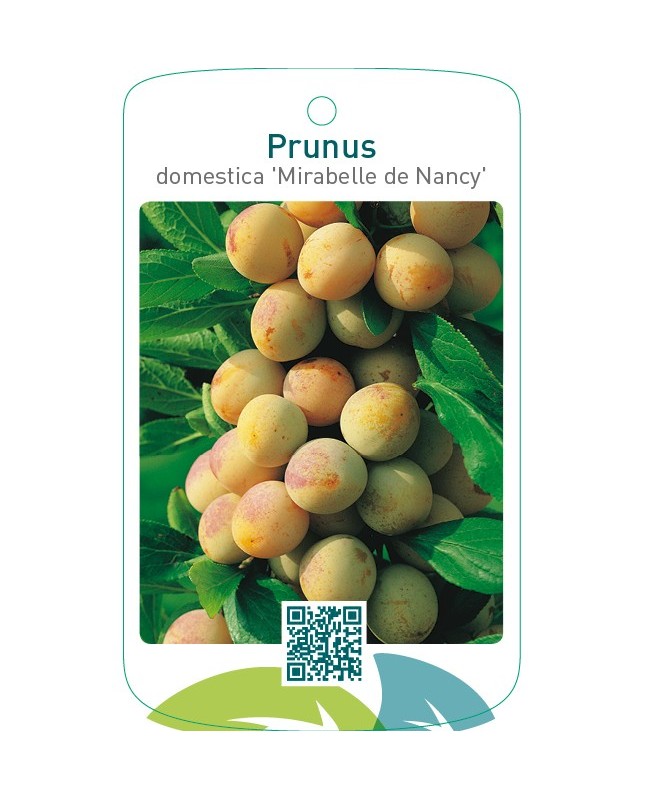 Prunus domestica ‘Mirabelle de Nancy’