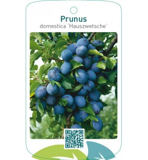 Prunus domestica ‘Hauszwetsche’