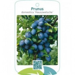 Prunus domestica ‘Hauszwetsche’