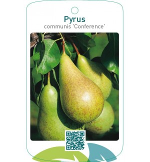 Pyrus communis ‘Conference’