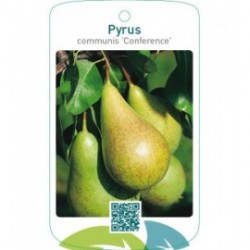 Pyrus communis ‘Conference’