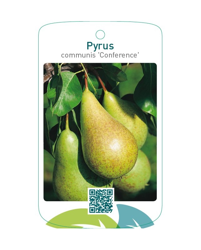 Pyrus communis ‘Conference’