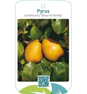Pyrus communis ‘Beurré Hardy’