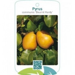 Pyrus communis ‘Beurré Hardy’
