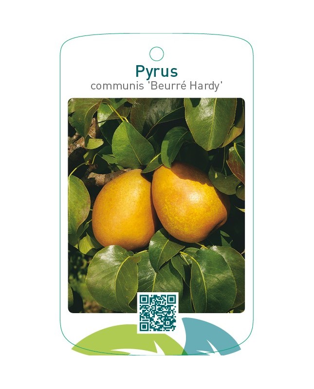 Pyrus communis ‘Beurré Hardy’