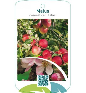 Malus domestica ‘Elstar’