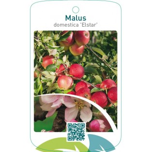 Malus domestica ‘Elstar’