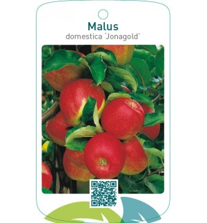Malus domestica ‘Jonagold’