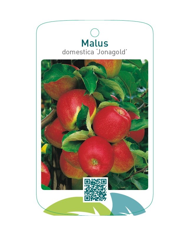 Malus domestica ‘Jonagold’