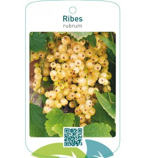 Ribes rubrum  wit