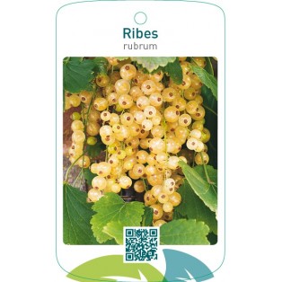 Ribes rubrum  wit