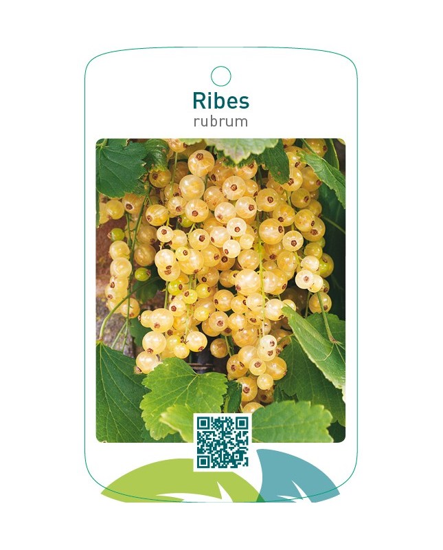 Ribes rubrum  wit