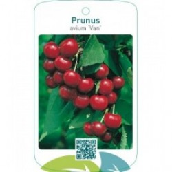 Prunus avium ‘Van’