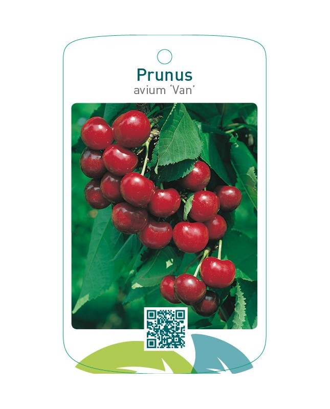 Prunus avium ‘Van’