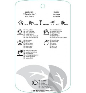 Etichette di Prunus avium ‘Van’ *