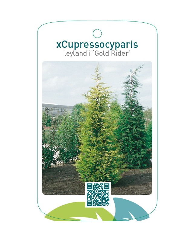 Cupressocyparis leylandii ‘Gold Rider’