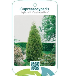 Cupressocyparis leylandii ‘Castlewellan’