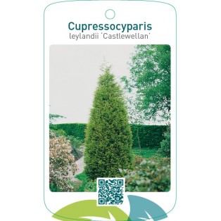 Cupressocyparis leylandii ‘Castlewellan’