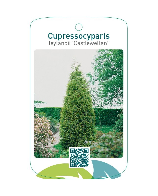 Cupressocyparis leylandii ‘Castlewellan’