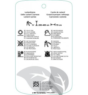 Etichette di Cupressocyparis leylandii ‘Castlewellan’ *