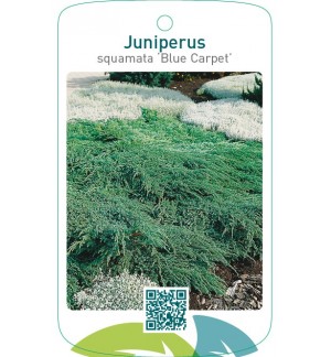 Juniperus squamata ‘Blue Carpet’
